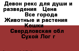 Девон рекс для души и разведения › Цена ­ 20 000 - Все города Животные и растения » Кошки   . Свердловская обл.,Сухой Лог г.